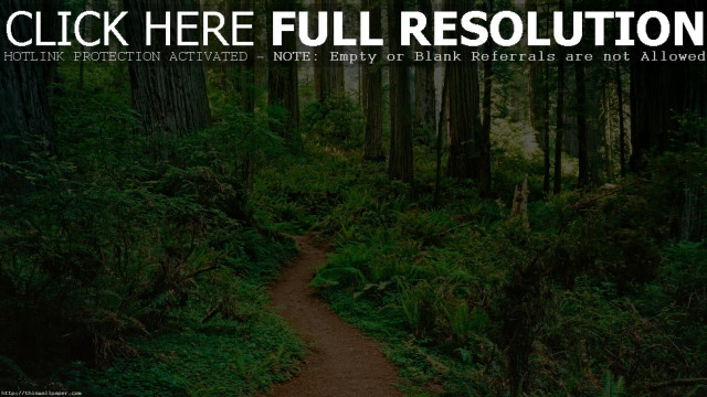 Forest trail mattepainting multiple girls free wallpaper for desktop - medium preview image