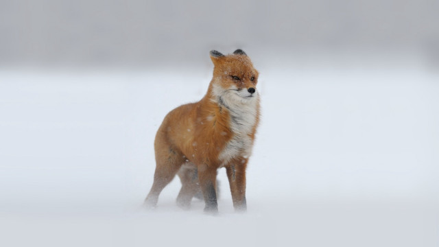 Red fox snow sad looking free wallpaper for desktop - medium preview image