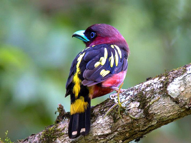 Colorful bird perched forest green #2 free wallpaper for desktop - medium preview image