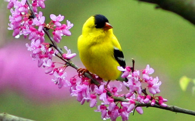 Yellow bird branch pink flowers #2 free wallpaper for desktop - medium preview image