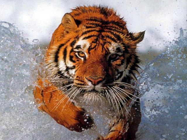 Tiger running water splash face free wallpaper for desktop - medium preview image
