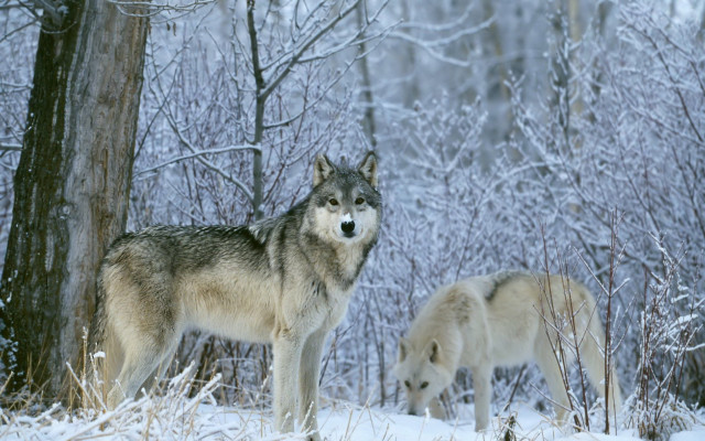 Two wolves snow tree woods #2 free wallpaper for desktop - medium preview image