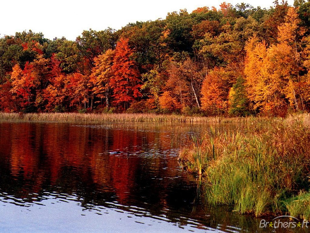 Lake trees fall colors ducks free wallpaper for desktop - medium preview image