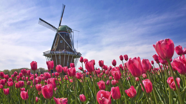 Windmill pink tulips blue sky free wallpaper for desktop - medium preview image