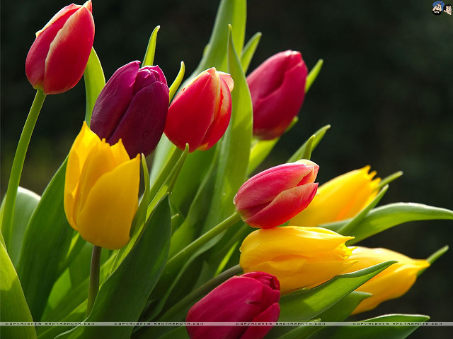 Colorful flowers vase green stems free wallpaper for desktop - medium preview image