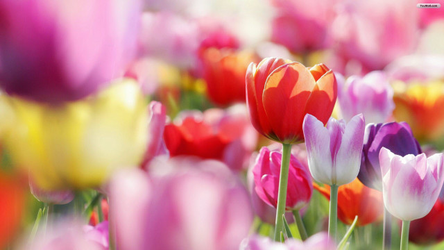 Colorful flowers blurry background field free wallpaper for desktop - medium preview image