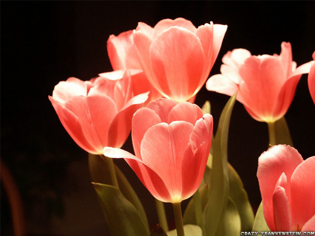 Pink flowers vase tabletop light free wallpaper for desktop - medium preview image