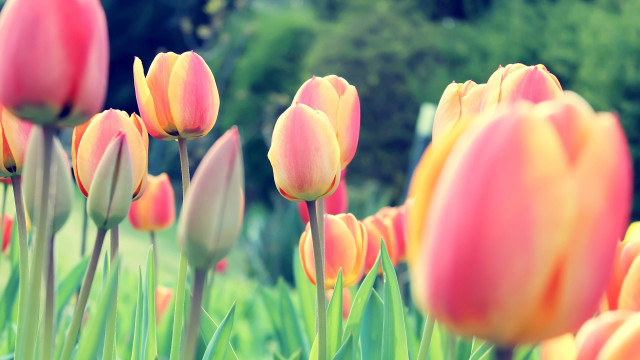 Pink yellow tulips park trees free wallpaper for desktop - medium preview image