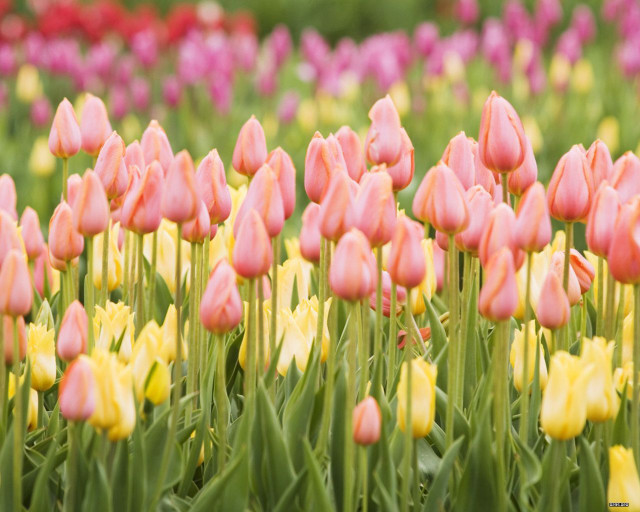 Pink yellow tulips green grass free wallpaper for desktop - medium preview image