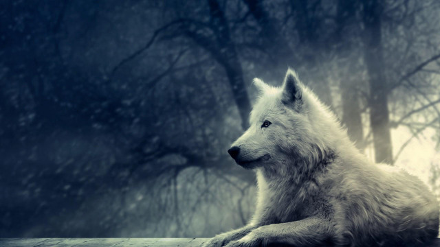 White wolf wooden ledge forest free wallpaper for desktop - medium preview image
