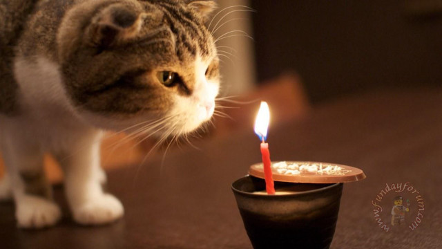 Cat candle cup table small free wallpaper for desktop - medium preview image
