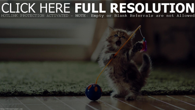 Kitten playing ball floor caption free wallpaper for desktop - medium preview image