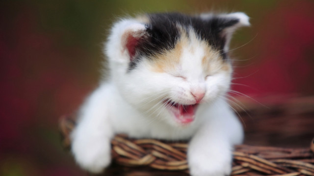 Cat yawns basket mouth open #2 free wallpaper for desktop - medium preview image