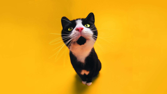 Black white cat yellow background free wallpaper for desktop - medium preview image