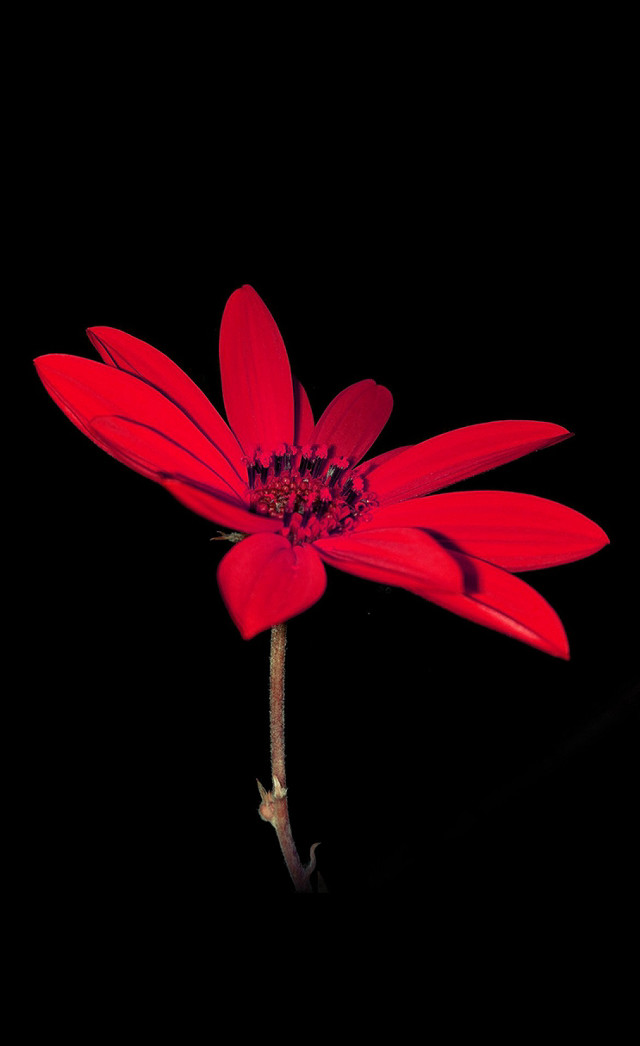 Red flower black background dark free wallpaper for mobile - medium preview image