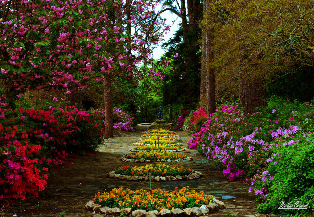 Pathway flowers trees background colorful free wallpaper for desktop - medium preview image
