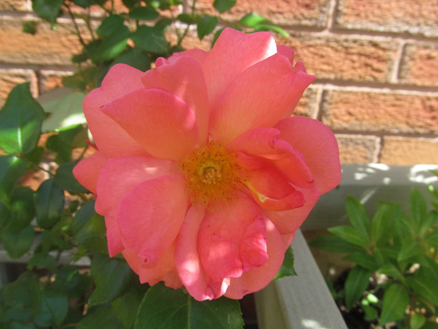 Pink rose blooming pot brick free wallpaper for desktop - medium preview image