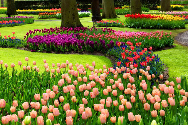 Garden colored flowers trees path free wallpaper for desktop - medium preview image