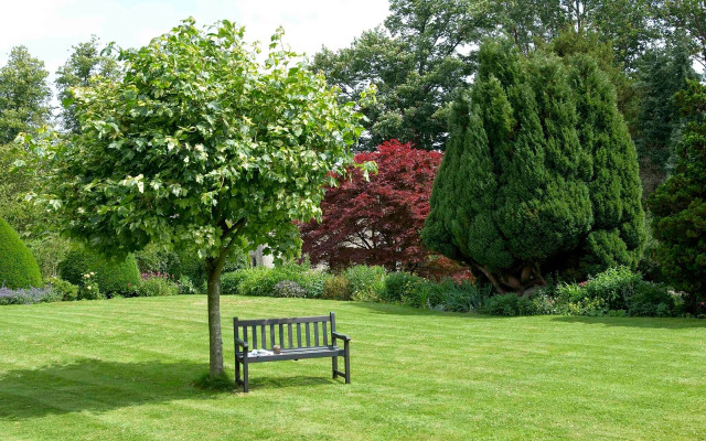 Bench park tree lawn garden free wallpaper for desktop - medium preview image
