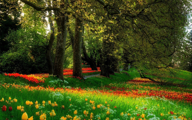 Field of flowers and trees free wallpaper for desktop - medium preview image