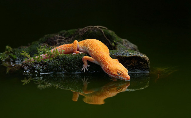 Gecko rock water reflection nature free wallpaper for desktop - medium preview image