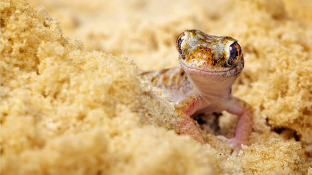 Small lizard sitting sand looking free wallpaper for desktop - medium preview image