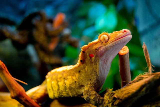 Gecko branch mouth open tongue free wallpaper for desktop - medium preview image