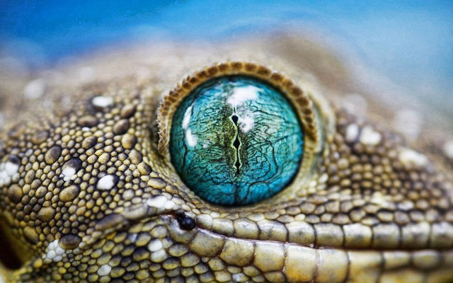Lizard eye closeup blue background #4 free wallpaper for desktop - medium preview image