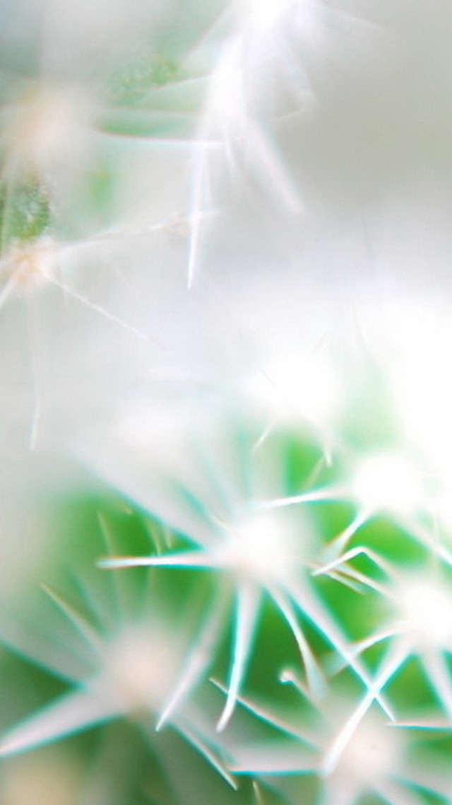 Dandelion closeup blurry background leaves free wallpaper for mobile - medium preview image