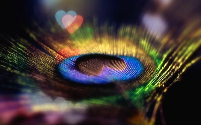 Peacock feather closeup blurry background free wallpaper for desktop - medium preview image