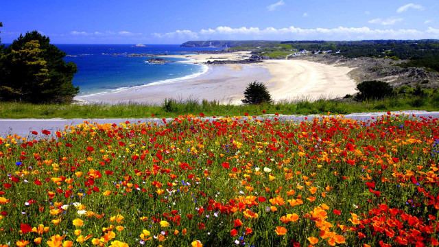 Field flowers beach blue sky free wallpaper for desktop - medium preview image