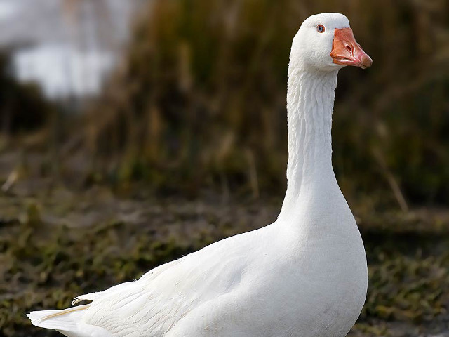 White duck grass field bushes free wallpaper for desktop - medium preview image