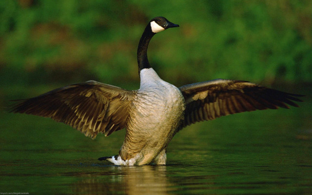 Goose wings spread water side free wallpaper for desktop - medium preview image