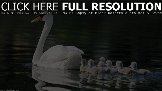 Swan babies swimming water click free wallpaper for desktop - medium preview image