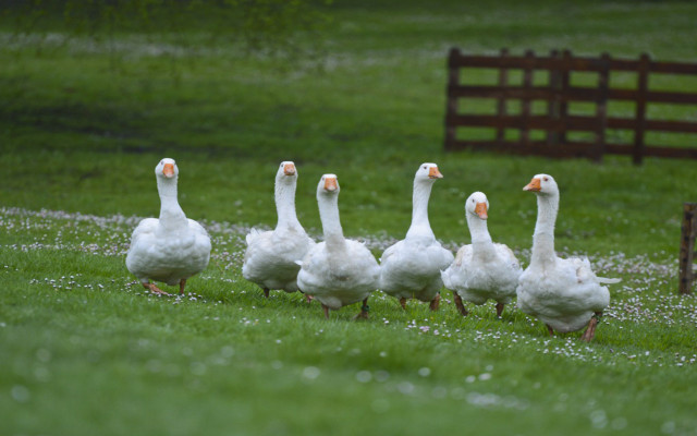 Ducks walking grass field bench free wallpaper for desktop - medium preview image