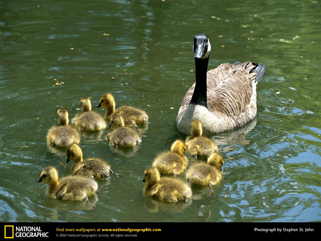 Mother duck ducklings pond green free wallpaper for desktop - medium preview image