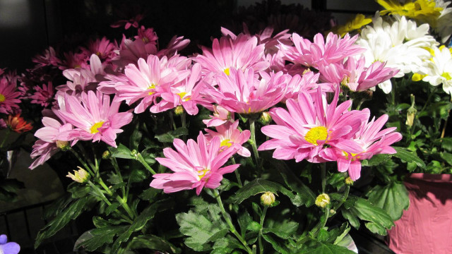 Pink flower bouquet stilllife photorealism free wallpaper for desktop - medium preview image