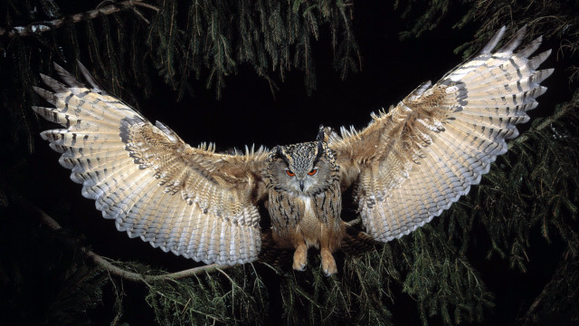 Large owl perched branch wings #2 free wallpaper for desktop - medium preview image