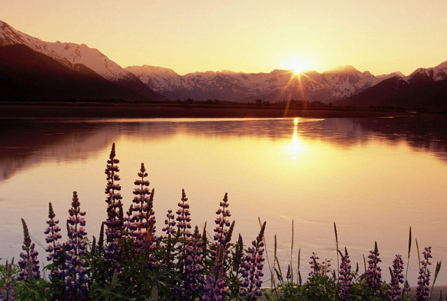 Lake flowers mountains sunset nature free wallpaper for desktop - medium preview image