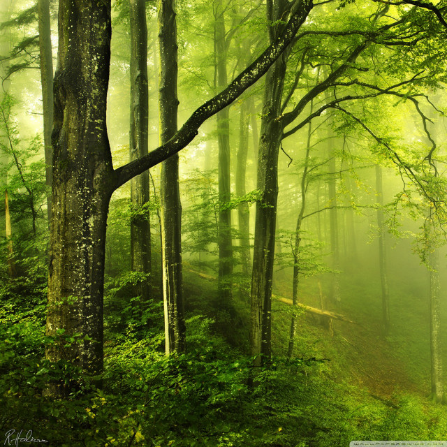 Forest path trees fog sunbeam free wallpaper for tablet - medium preview image