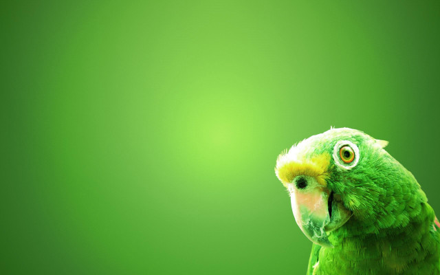 Green parrot yellow beak yellow free wallpaper for desktop - medium preview image