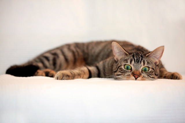Cat laying white surface eyes free wallpaper for desktop - medium preview image