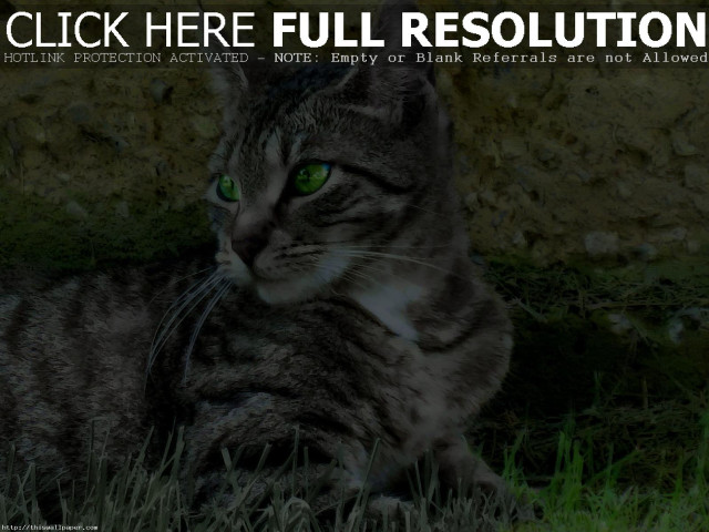 Cat laying grass click here free wallpaper for desktop - medium preview image