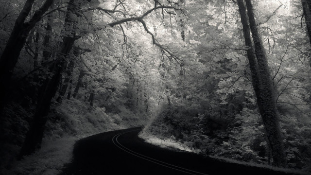 Black white road woods trees #2 free wallpaper for desktop - medium preview image