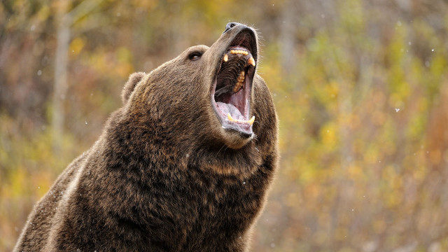 Brown bear mouth open wide free wallpaper for desktop - medium preview image