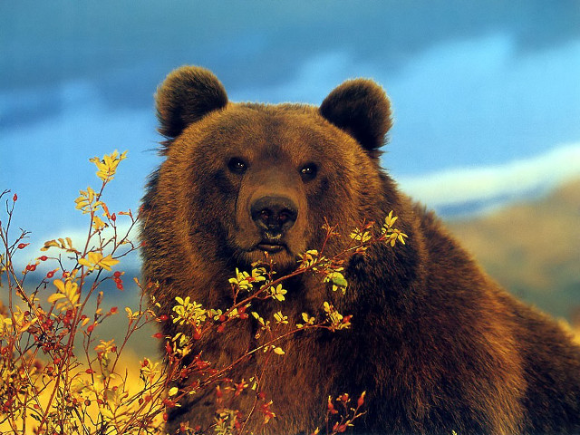 Brown bear field flowers blue free wallpaper for desktop - medium preview image