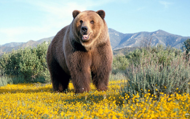 Brown bear yellow flowers mountains free wallpaper for desktop - medium preview image