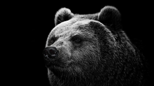 Bear face black white background free wallpaper for desktop - medium preview image