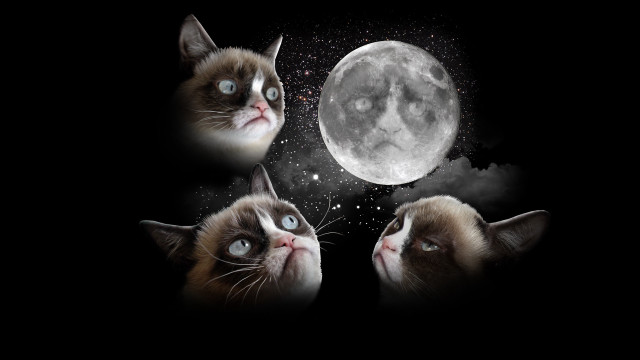Three cats looking up moon free wallpaper for desktop - medium preview image
