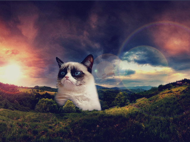 Cat hill rainbow background sky free wallpaper for desktop - medium preview image